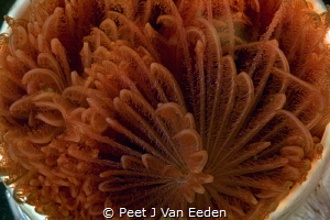 A close- up view of the inside of a red fanworm resemblin... by Peet J Van Eeden 